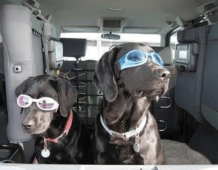 Two black Labrador dogs wearing sunglasses sitting in a car.